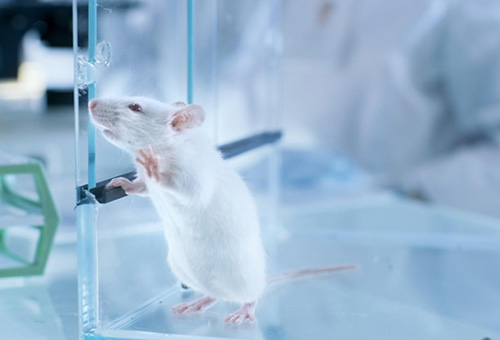 告別惡臭，守護呼吸健康，全面凈化動物實驗室空氣環境